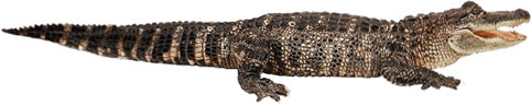 Later Gator