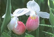 Minnesota's State Flower - The Showy Lady Slipper(Cypripedium Reginae)
